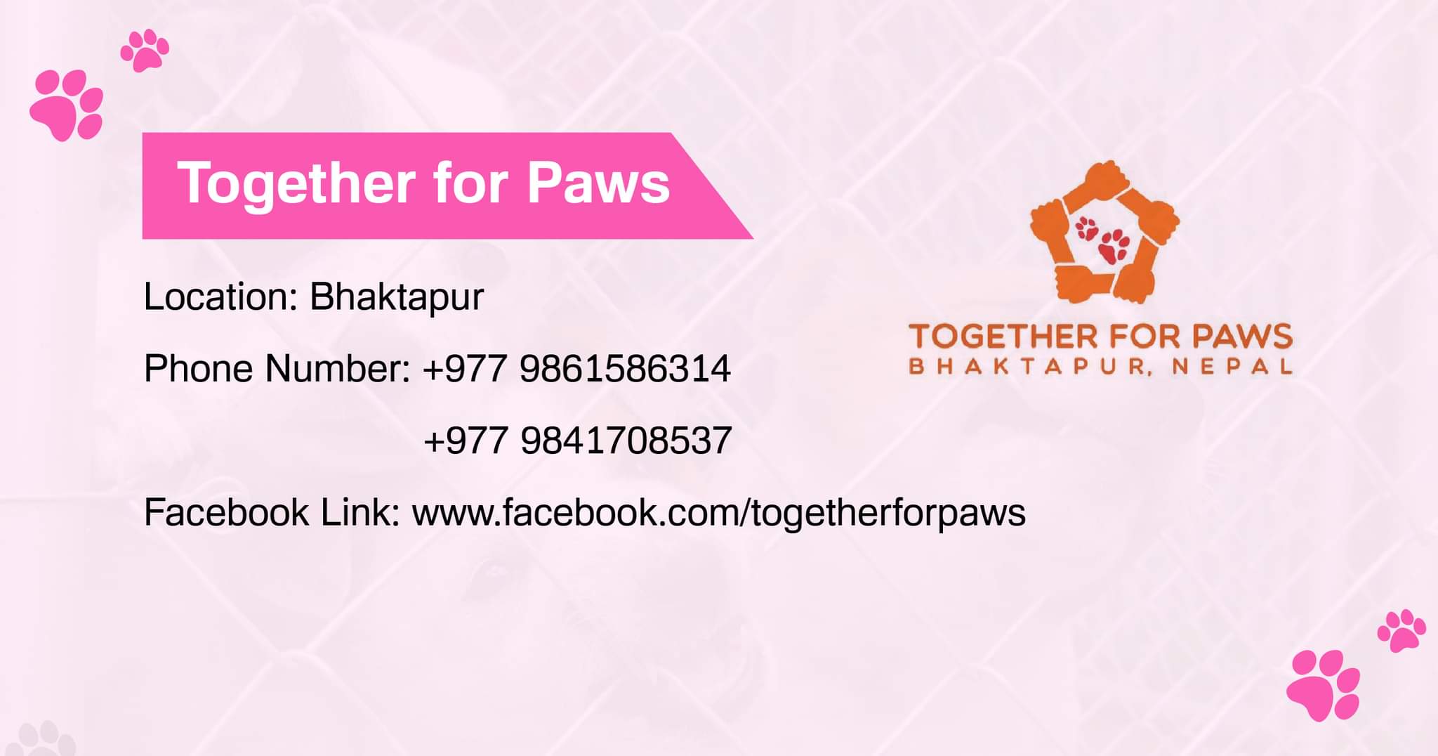 Together for Paws dog adoption