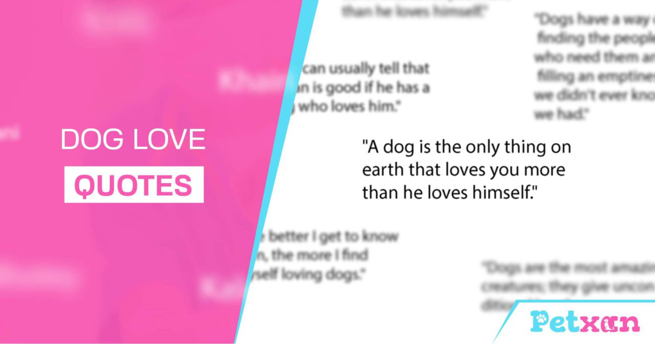 https://petxan.com/wp-content/uploads/2023/02/Dog-Love-Quotes-1280x672.jpeg