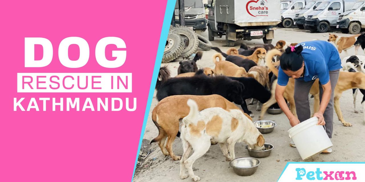 https://petxan.com/wp-content/uploads/2023/02/Dog-Rescue-in-Kathmandu-1280x640.jpeg