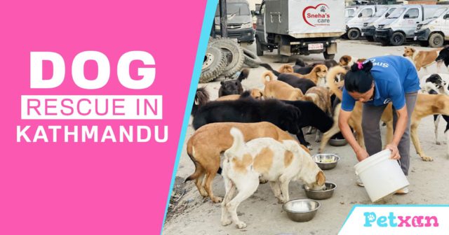Dog Rescue in Kathmandu
