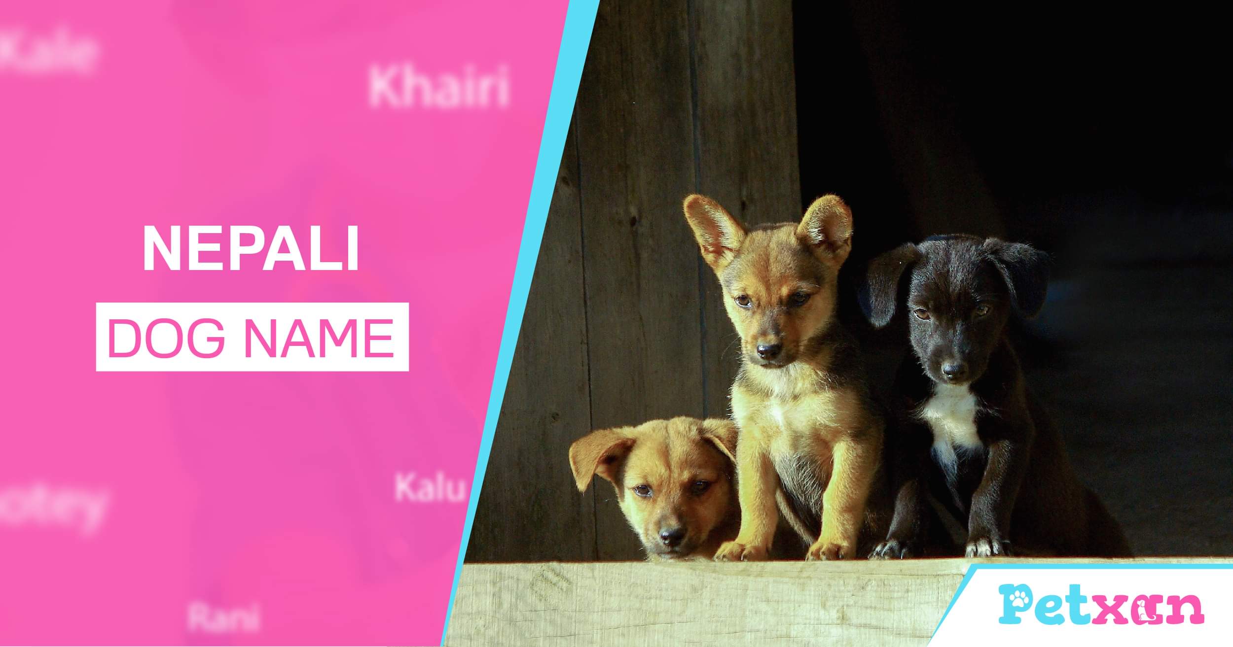 nepali-dog-names-popular-dog-names-blog-petxan-online-pet-shop