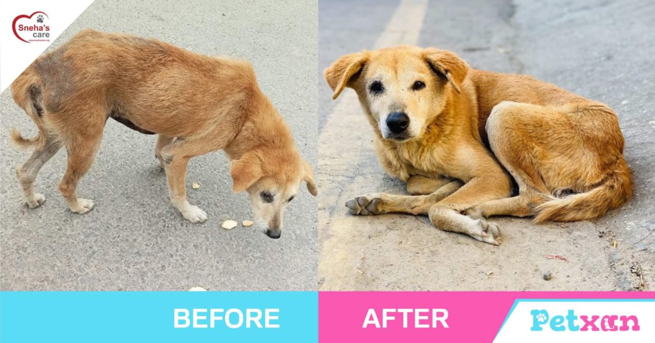 Dog Rescue in Kathmandu Blog Petxan Online Pet Shop in Nepal