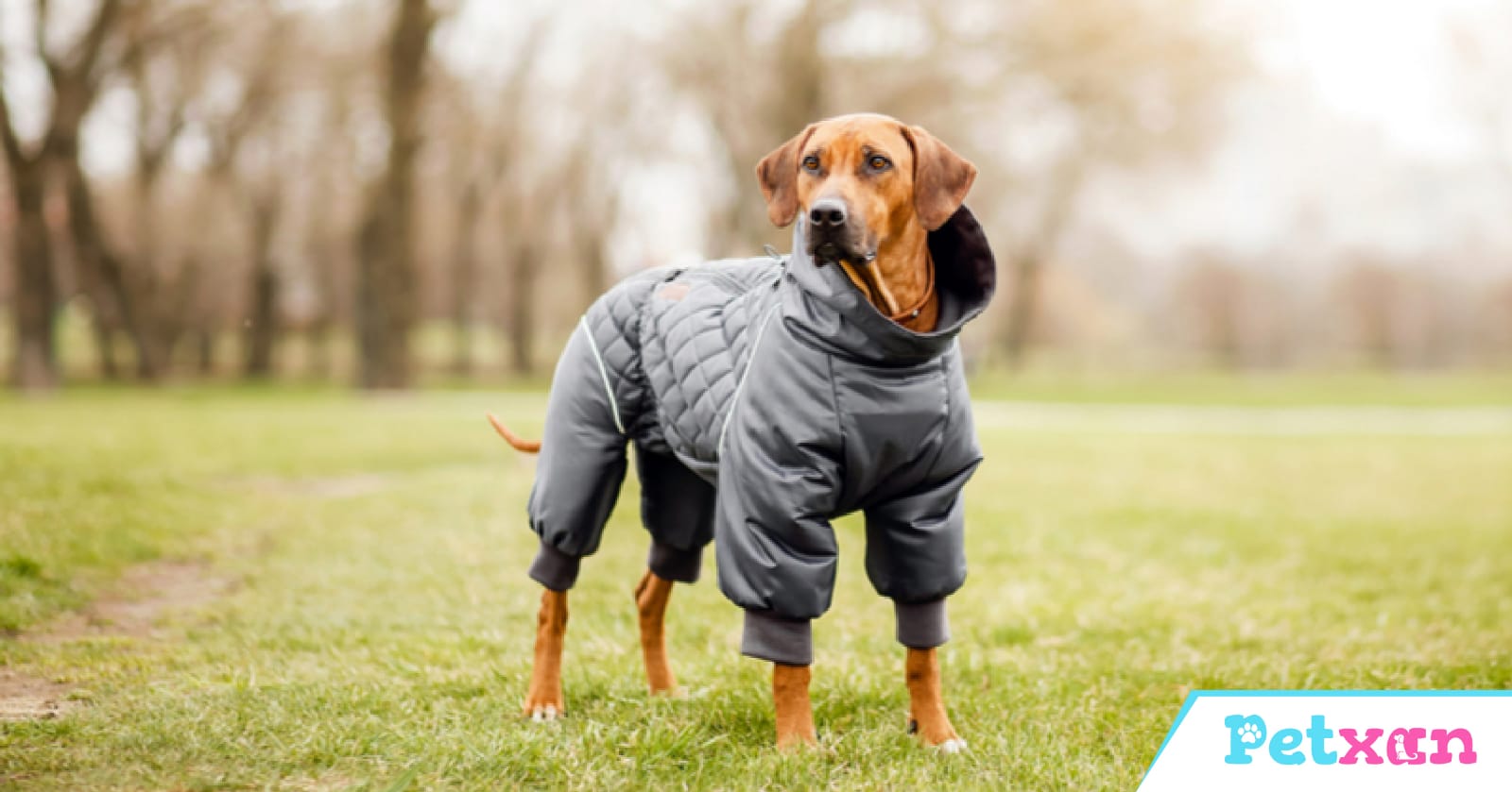 Dog Coats