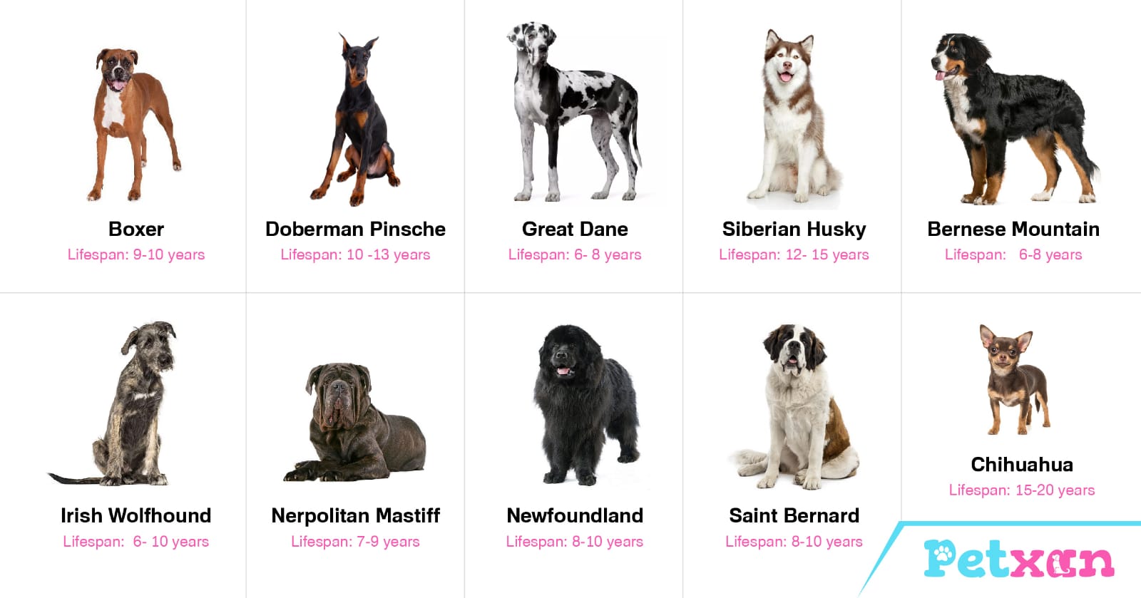 Dog Life Span of various breeds