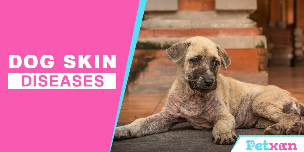 https://petxan.com/wp-content/uploads/2023/05/Dog-SKin-Diseases-1280x640.jpeg