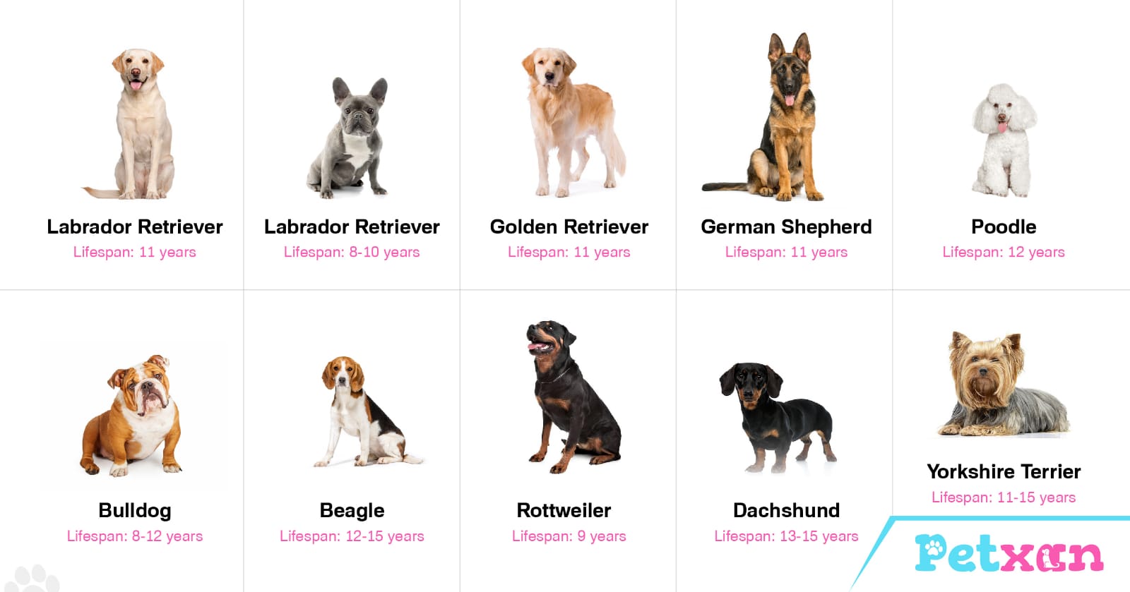 Dog Life Span of different breeds