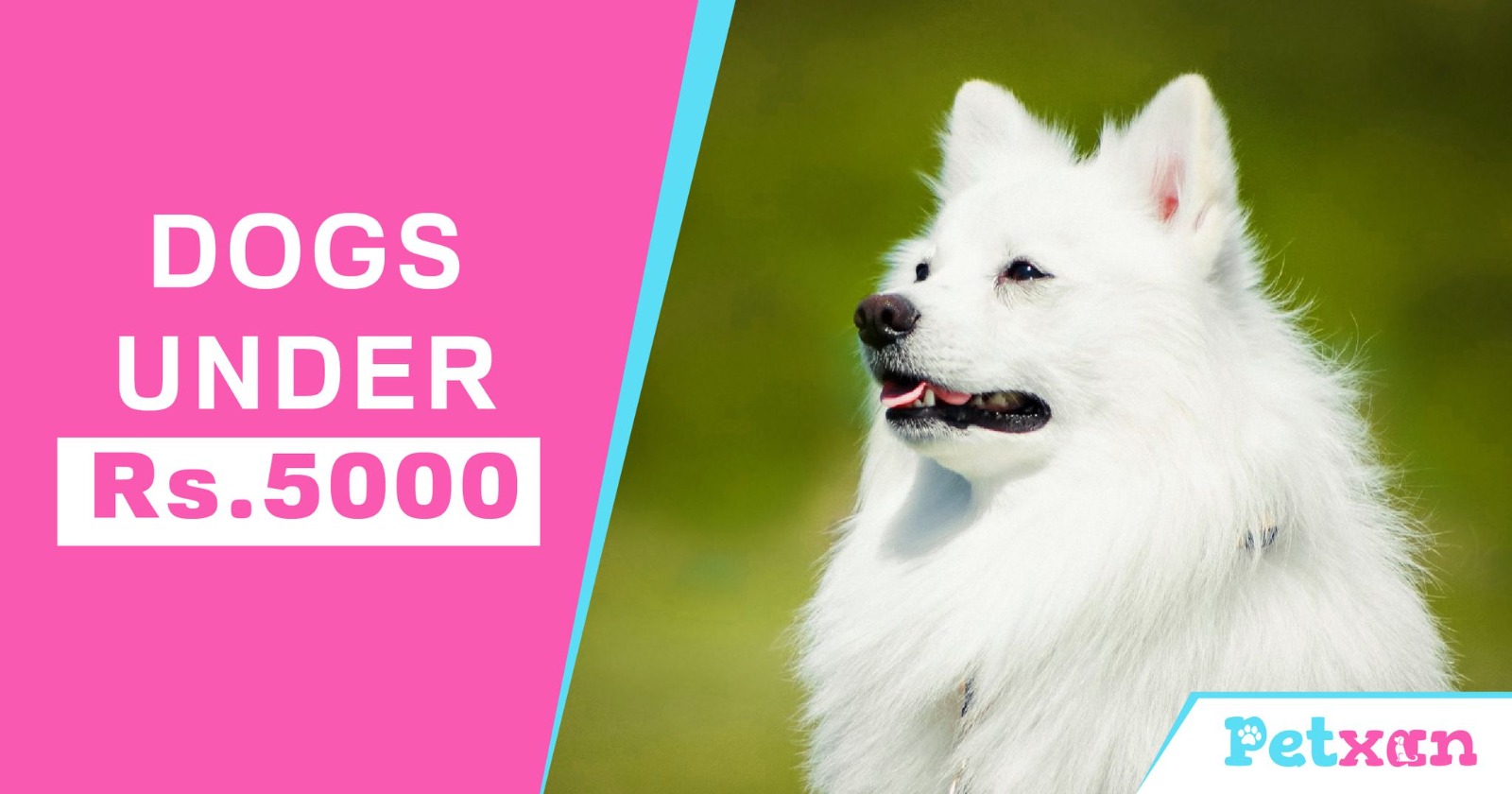 Samoyed dog deals price in rupees