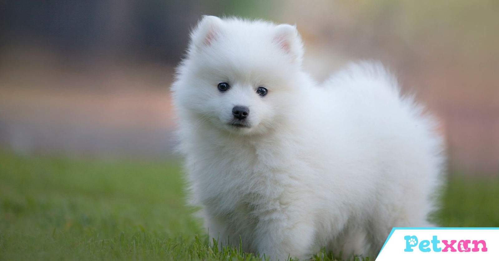 Japanese Spitz