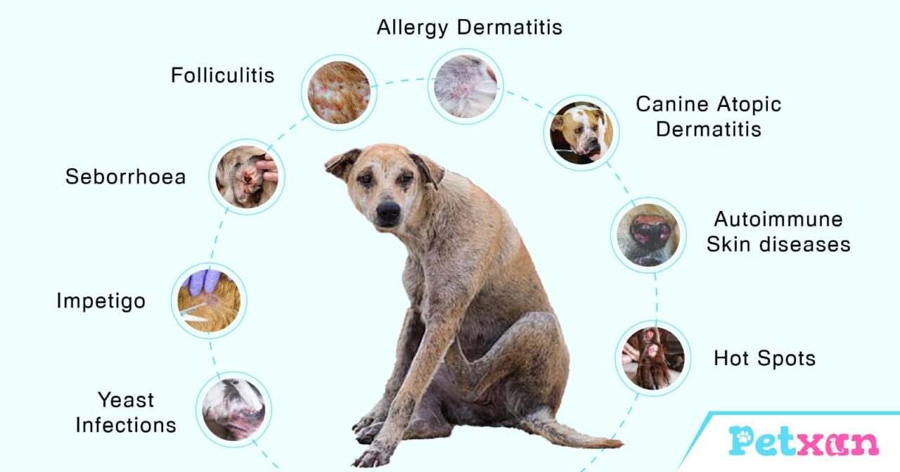 Dog Skin Diseases | Blog - Petxan | Online Pet Shop in Nepal