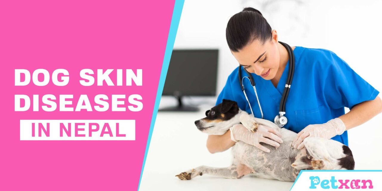 https://petxan.com/wp-content/uploads/2023/06/Dog-Skin-Diseases-in-Nepal-1280x640.jpeg