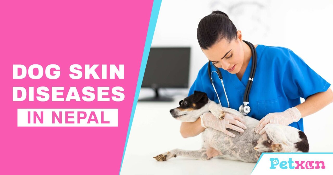 https://petxan.com/wp-content/uploads/2023/06/Dog-Skin-Diseases-in-Nepal-1280x672.jpeg