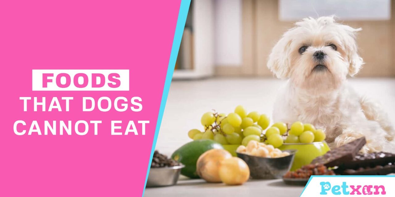 https://petxan.com/wp-content/uploads/2023/06/Foods-that-dog-cannot-eat-1280x640.jpeg