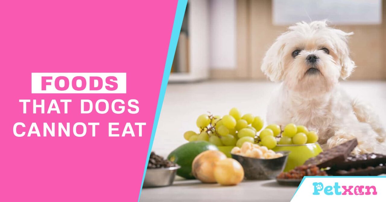 https://petxan.com/wp-content/uploads/2023/06/Foods-that-dog-cannot-eat-1280x672.jpeg
