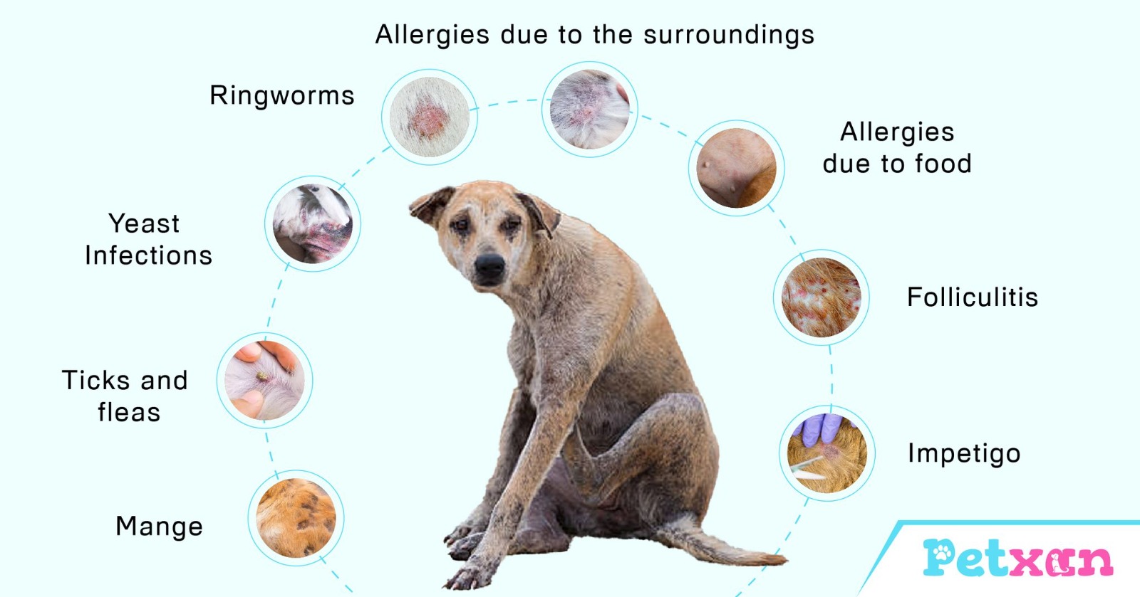 Types of dog skin diseases in Nepal